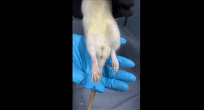 蘇州納米所在生物3D打印用于脊髓損傷修復研究方面獲重要進展的圖4
