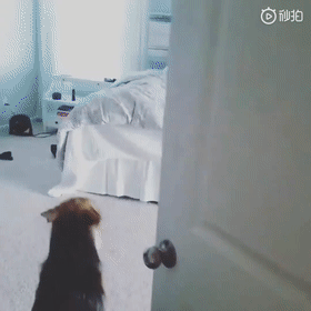 “我养的不是狗,是一个无情的叫醒机器!”-微信头条网 “我养的不是狗,是一个无情的叫醒机器!”