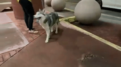 狗狗走失一周后自己跑回家，全家人看到它时的反应...这也太好哭了！