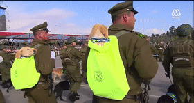 警犬寶寶被背著參加閱兵，網友：這是用來萌翻敵人的？ 寵物 第7張