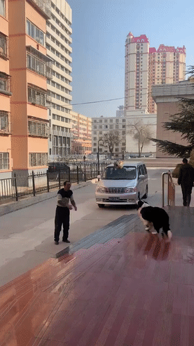 打排球竟然输给了一只狗,看清品种后网友:它要读博士我都不会意外!-微信头条网 打排球竟然输给了一只狗,看清品种后网友:它要读博士我都不会意外!