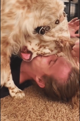 失聪狗狗只有跟主人贴额头才会安心 于是 这也太有爱了 大爱狗狗控 微信公众号文章 微小领