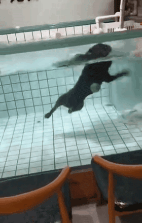 殘忍！網曝寵物店內監控：40秒淹死了一條狗狗，主人還在一旁拍視頻！ 寵物 第7張