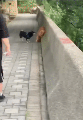 千万不要试图了解一只小狗狗,会笑抽...-微信头条网 千万不要试图了解一只小狗狗,会笑抽...