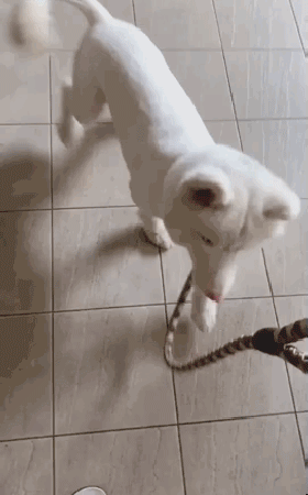 送二哈洗澡結果洗成了白狗...哈哈哈哈哈哈哈這是給洗褪色了？ 寵物 第4張