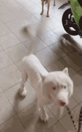 送二哈洗澡結果洗成了白狗...哈哈哈哈哈哈哈這是給洗褪色了？ 寵物 第5張