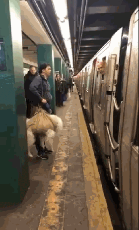 把狗裝起來就能乘地鐵！可這只薩摩耶卻被攔了下來，原因是... 未分類 第10張