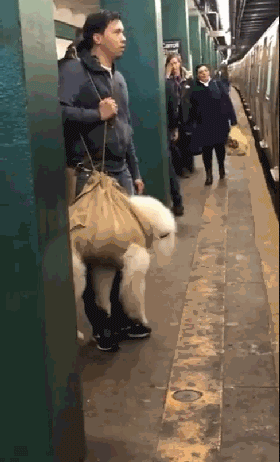 把狗裝起來就能乘地鐵！可這只薩摩耶卻被攔了下來，原因是... 未分類 第11張