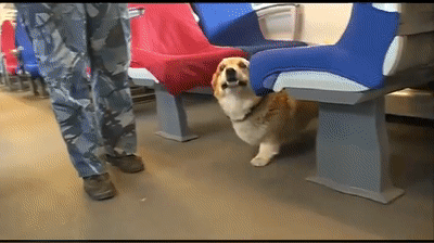 俄羅斯唯一一隻柯基警犬退休，驚動網友：原來柯基當警犬不是段子啊！ 寵物 第6張