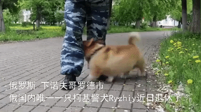 俄羅斯唯一一隻柯基警犬退休，驚動網友：原來柯基當警犬不是段子啊！ 寵物 第2張