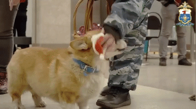 俄羅斯唯一一隻柯基警犬退休，驚動網友：原來柯基當警犬不是段子啊！ 寵物 第4張