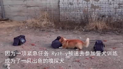 俄羅斯唯一一隻柯基警犬退休，驚動網友：原來柯基當警犬不是段子啊！ 寵物 第5張