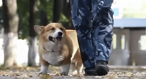 俄羅斯唯一一隻柯基警犬退休，驚動網友：原來柯基當警犬不是段子啊！ 寵物 第9張