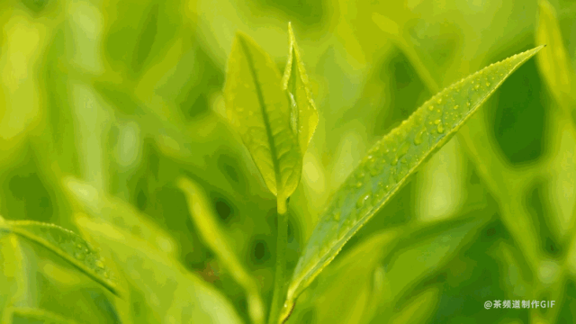 芒种时节三杯茶，喝走身上湿气！