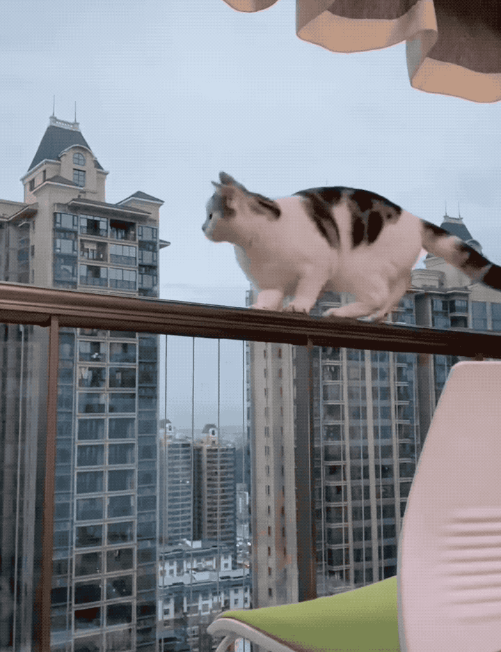 前段时间,抖音上一只小美短上演了超刺激的