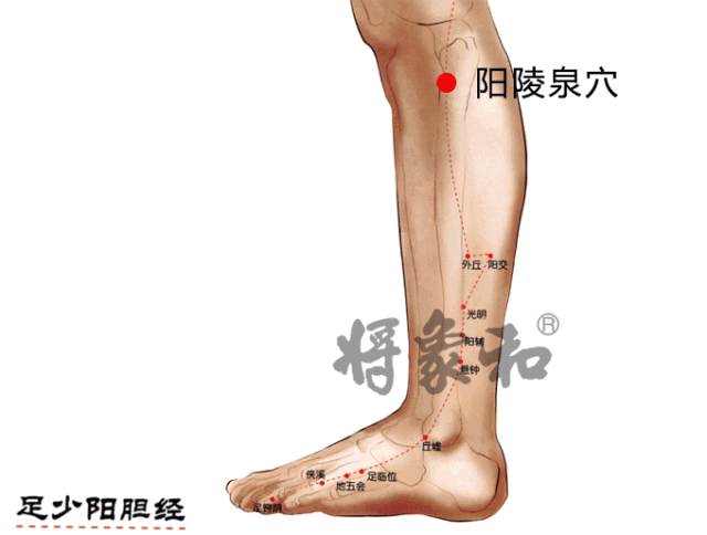 阳陵泉穴 自由微信 Freewechat