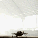 片