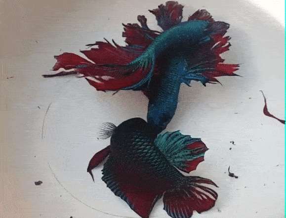 泰国斗鱼自己斗_泰国斗鱼_斗鱼色彩