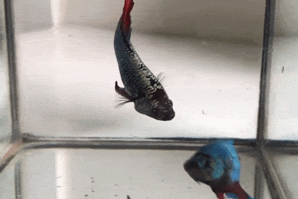 泰国斗鱼自己斗_泰国斗鱼_斗鱼色彩