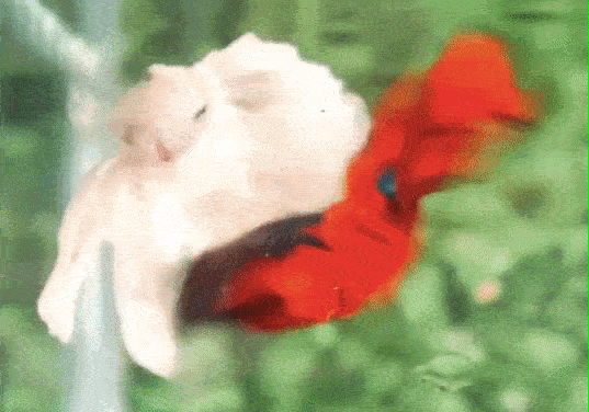 斗鱼色彩_泰国斗鱼_泰国斗鱼自己斗