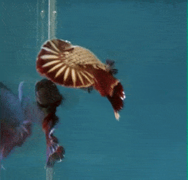 泰国斗鱼_斗鱼色彩_泰国斗鱼自己斗