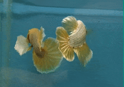 斗鱼色彩_泰国斗鱼_泰国斗鱼自己斗