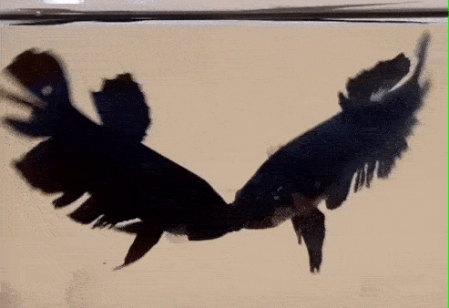 泰国斗鱼自己斗_泰国斗鱼_斗鱼色彩