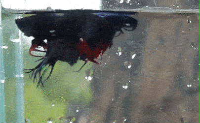 斗鱼色彩_泰国斗鱼_泰国斗鱼自己斗