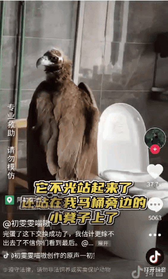 抖音如何拼接视频_抖音拼视频_抖音视频怎么拼接音乐