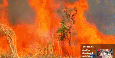 亚马逊雨林大火，20多天无人救援，宛如世界末日！