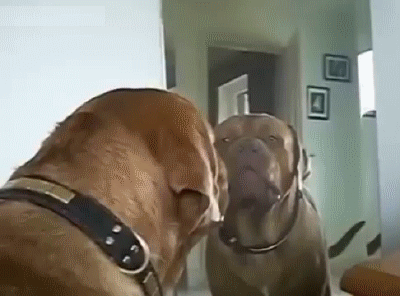 疯狂的小狗评评理我家狗狗第一次照镜子就