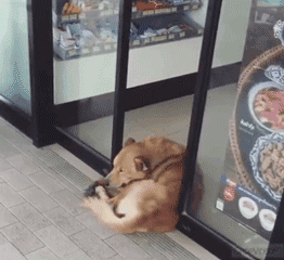 對狗狗要有多少包容，才敢讓流浪狗睡在便利店門口？ 未分類 第3張