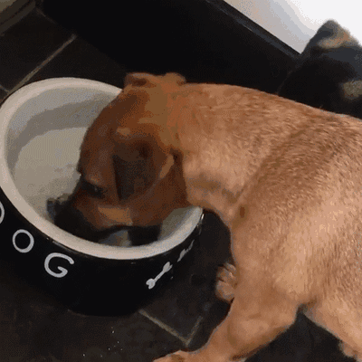 狗狗每天应该喝多少水 不知道的捡屎官进来上课啦 教你网赌网站维护提不了款处理方法 忘赌吧