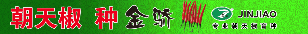 一亩大棚黄瓜一年利润
