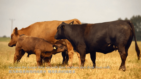 hipp喜宝,当妈后对有机食品情有独钟,这一次德国人又颠覆了我的认知!