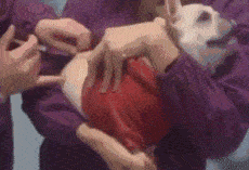 为什么输血不能用小针小时候常打的屁股针，怎么现在很少见了？_https://www.jmylbn.com_新闻资讯_第4张