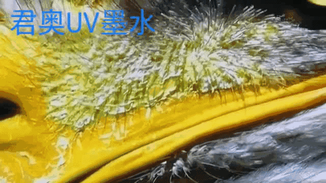 厂家直销工业喷头平板打印机、导带式UV机，纺织旗帜直喷机，吾特科技@胡姐13868886708「详细讲解」(图11)