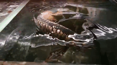  龍魚返垢的真實原因，你知道嗎？，△有魚友的地方丨就會有魚友匯龍魚返垢 龍魚百科 第5張