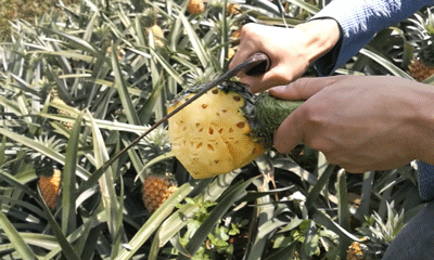 菠萝泡盐水吃会拉肚子吗_吃菠萝泡盐水有用吗_菠萝不泡盐水吃了会怎样