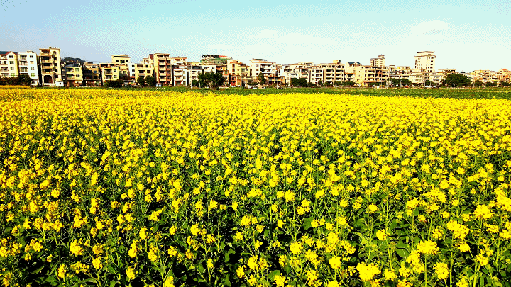 ​连江3000亩“冬闲田”变“聚宝盆”！秘诀是……