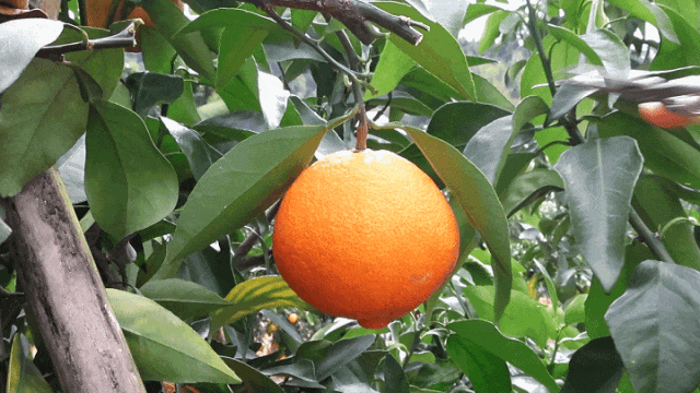 C“味”出道！连江这里甜蜜爆表！