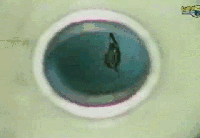 中国诺贝尔奖有几个人_诺贝尔奖项中国人_诺贝尔奖中国获奖者有几位