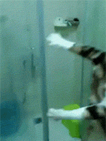 給貓洗澡，試試就…逝世！ 寵物 第6張