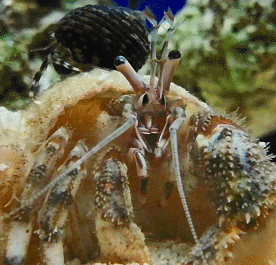 养寄居蟹替小小房奴找房