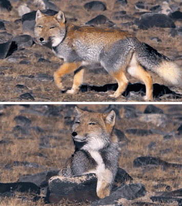 自从2006年藏狐因bbc纪录片《地球脉动》红了之后,国内针对藏狐的研究