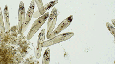 你养过最小的宠物是什么当然是生物课上的草履虫