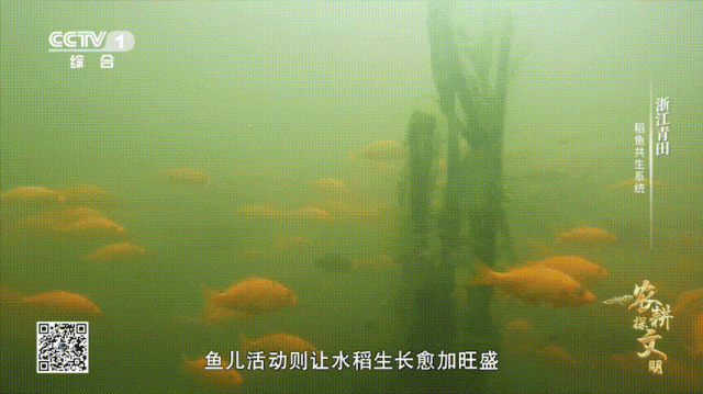 让水稻生长愈加旺盛鱼儿活动松土增养,食草除虫为田鱼打造出一个良好