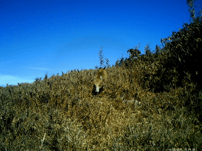 火狐动图.gif