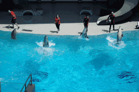 海豚宝宝来抚仙湖安家啦!