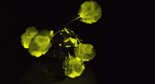 LED发光迈出重要一步，科学家有了更大胆的想法！